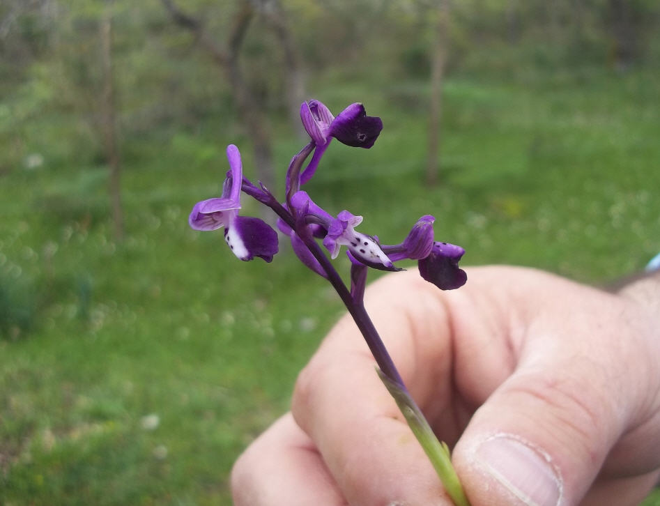 Orchis longicornu